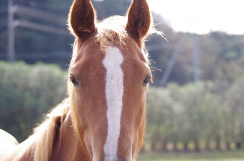 Tubh